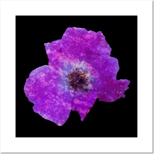 Purple rock flower Posters and Art